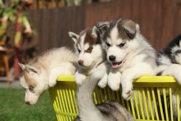 Groupe de chiots — Photo