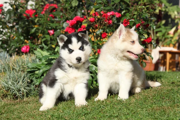 두 개의 멋진 강아지 빨간 장미 앞에 앉아 — 스톡 사진