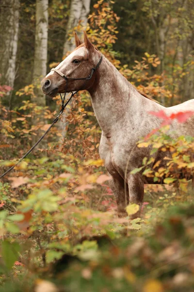 Mooi appaloosa merrie in herfst bos — Stockfoto