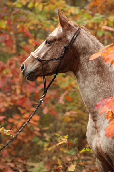 秋の森で素敵なアパルーサ馬 — ストック写真
