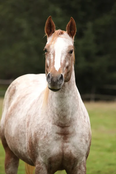 Ritratto di bella cavalla appaloosa — Foto Stock