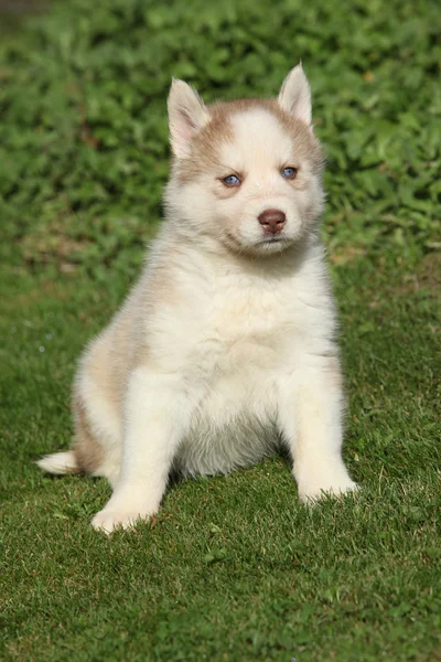 Piękny szczeniak husky syberyjski w ogrodzie — Zdjęcie stockowe