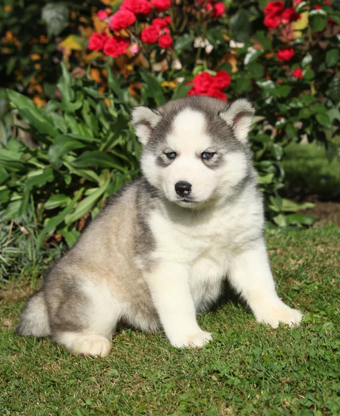 庭でシベリアン ハスキーの子犬 — ストック写真
