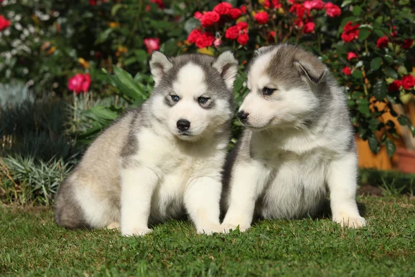 Dois cachorros lindos sentados na frente de rosas vermelhas — Fotografia de Stock