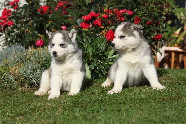 Dos preciosos cachorros sentados frente a rosas rojas —  Fotos de Stock