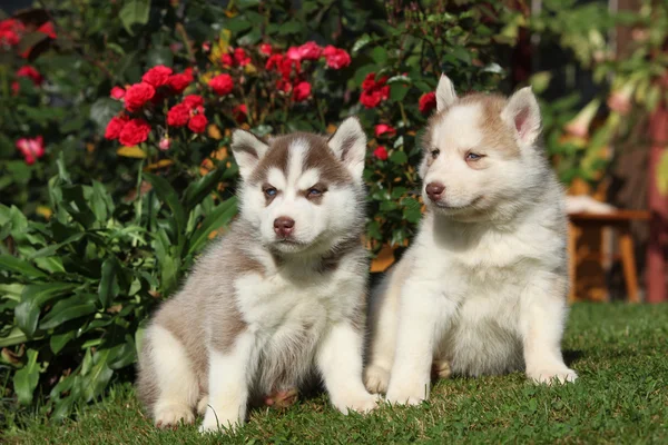 Dois cachorros lindos sentados na frente de rosas vermelhas — Fotografia de Stock