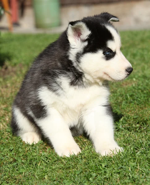 庭に座っているシベリアン ハスキーの素晴らしい子犬 — ストック写真