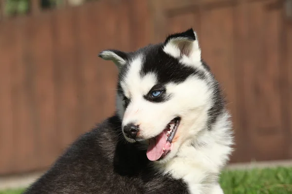 สวยไซบีเรีย husky ลูกสุนัขในสวน — ภาพถ่ายสต็อก