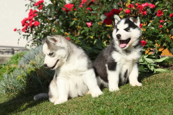 Dos preciosos cachorros sentados frente a rosas rojas —  Fotos de Stock