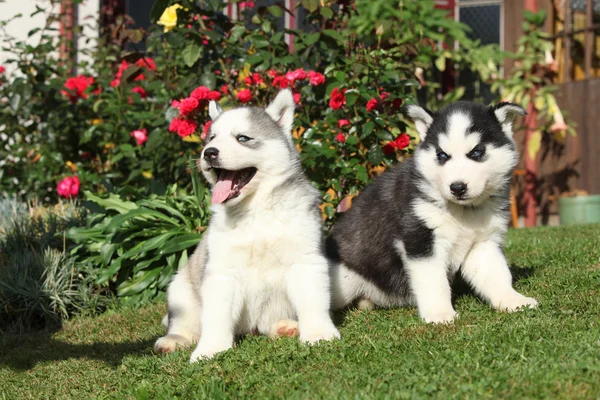 Два великолепных щенка сидят перед красными розами — стоковое фото