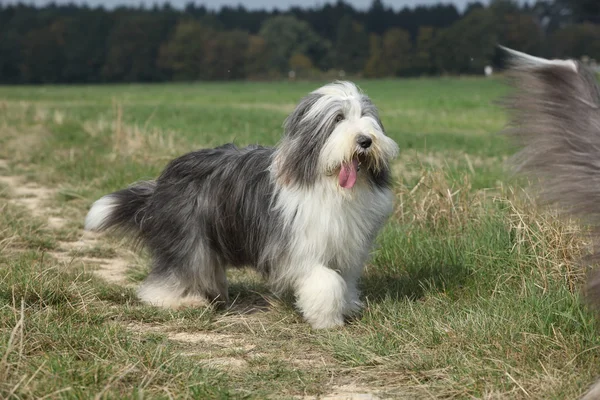 Collie barbudo correndo na natureza — Fotografia de Stock