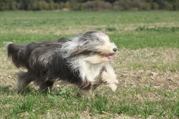 Γενειοφόρος ποιμενικού σκύλου τρέξιμο στη φύση — Φωτογραφία Αρχείου