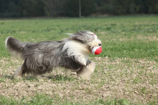 Barbudo collie corriendo con un juguete —  Fotos de Stock