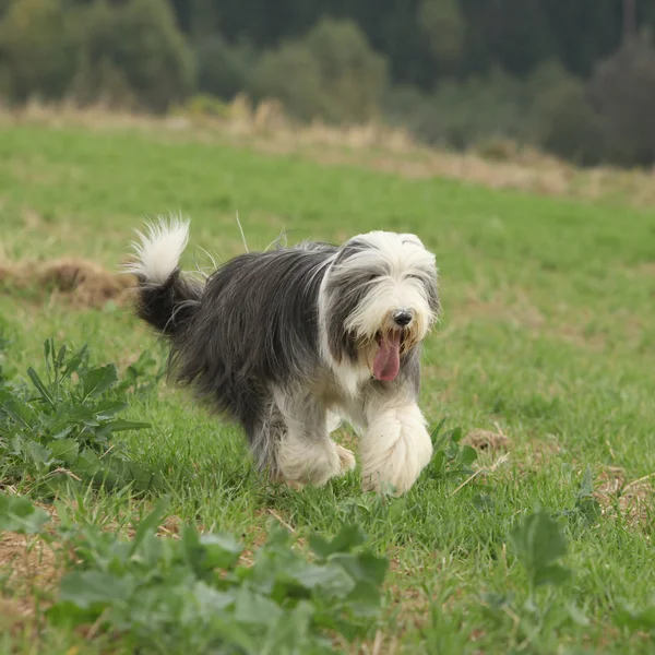 Brodaty collie działa w przyrodzie — Zdjęcie stockowe