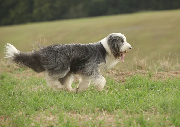 Collie barbudo correndo na natureza — Fotografia de Stock