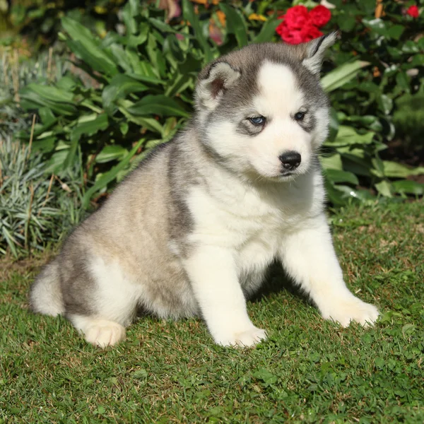 Mooie puppy van Siberische husky in de tuin — Stockfoto