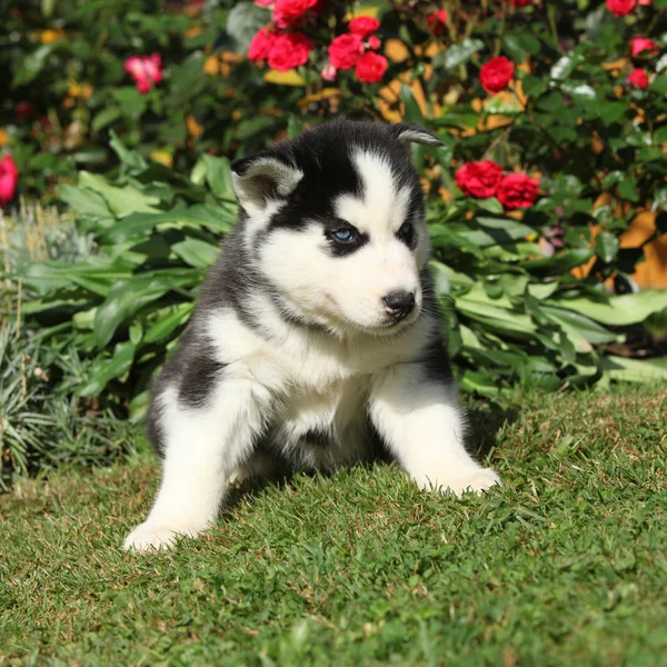 Fantastische pup van Siberische husky zitten in de tuin — Stockfoto