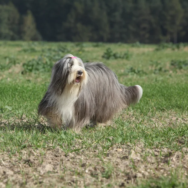 Brodaty collie działa w przyrodzie — Zdjęcie stockowe