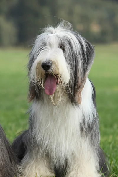 Incrível barbudo collie sentado — Fotografia de Stock