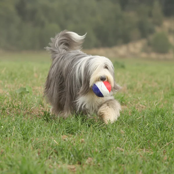 Barbudo collie corriendo con un juguete —  Fotos de Stock