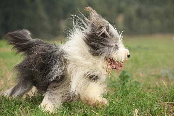 Bearded collie uitgevoerd in de natuur — Stockfoto