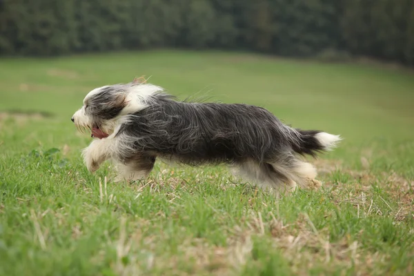 Bärtiger Collie läuft in der Natur — Stockfoto