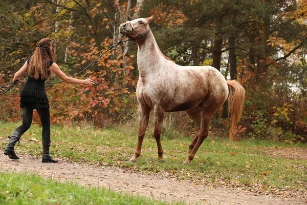 Chica bonita trabajando con caballo, jinete natural —  Fotos de Stock