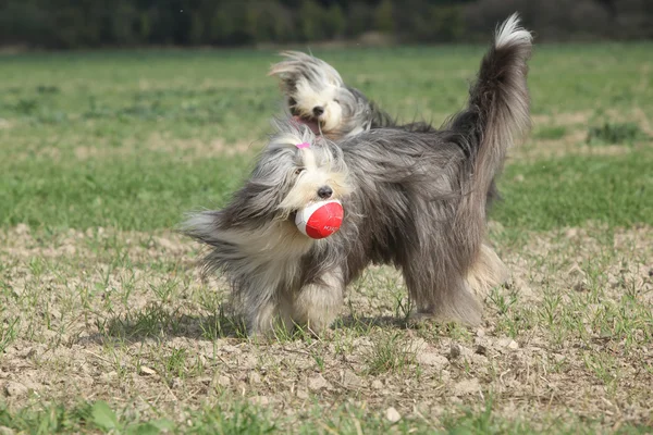 Barbudo collie corriendo con un juguete — Foto de Stock