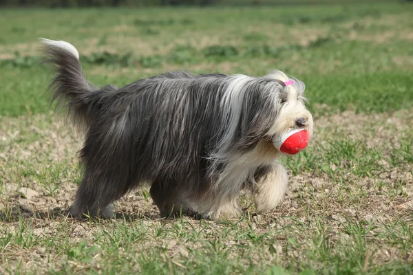 Barbu collie courir avec un jouet — Photo