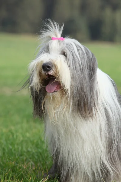 Niesamowite Bearded collie siedzi — Zdjęcie stockowe