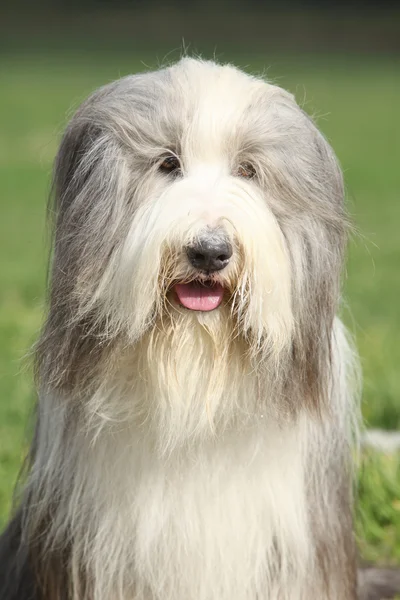 Geweldige Bearded collie zitten — Stockfoto