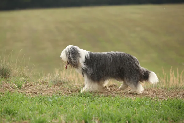 Brodaty collie działa w przyrodzie — Zdjęcie stockowe