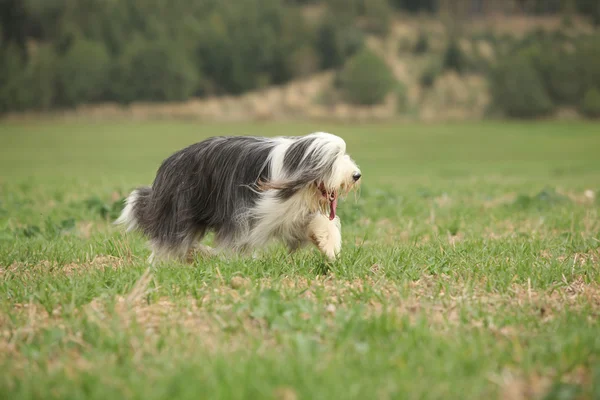 Brodaty collie działa w przyrodzie — Zdjęcie stockowe