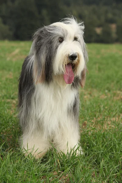 Belo collie barbudo de pé na natureza — Fotografia de Stock