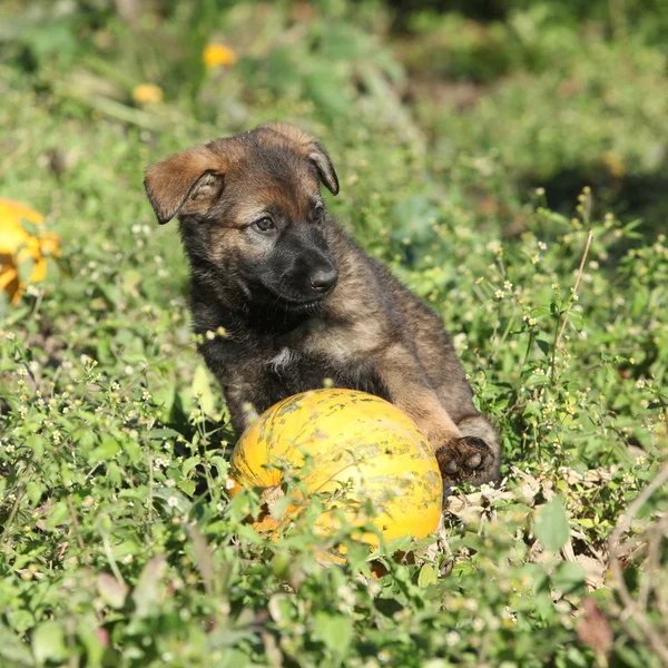 Incredibile cucciolo di pastore tedesco con zucca — Foto Stock