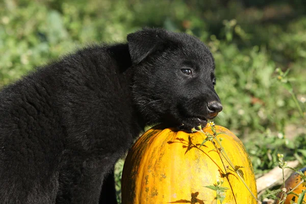 Increíble cachorro de pastor alemán con calabaza — Foto de Stock