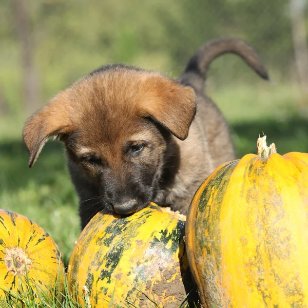 Fantastische pup van Duitse herder met pompoen — Stockfoto