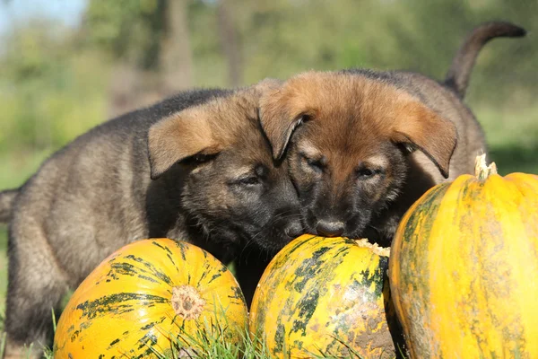 Deux beaux chiots à la citrouille — Photo