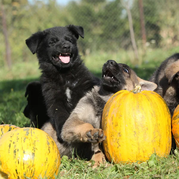 Dos lindos cachorros con calabaza — Foto de Stock