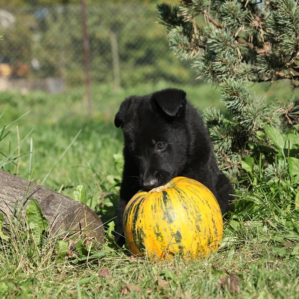 Fantastische pup van Duitse herder met pompoen — Stockfoto