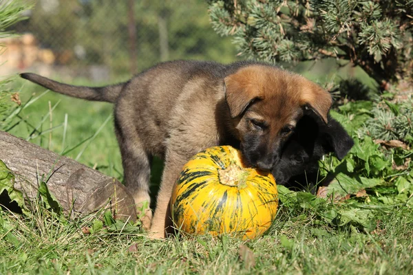 Amazing puppy of German shepherd with pumpkin — Stock Photo, Image