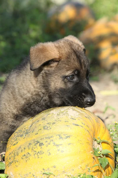 Increíble cachorro de pastor alemán con calabaza — Foto de Stock