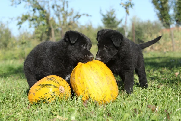 Два милых щенка с тыквой — стоковое фото