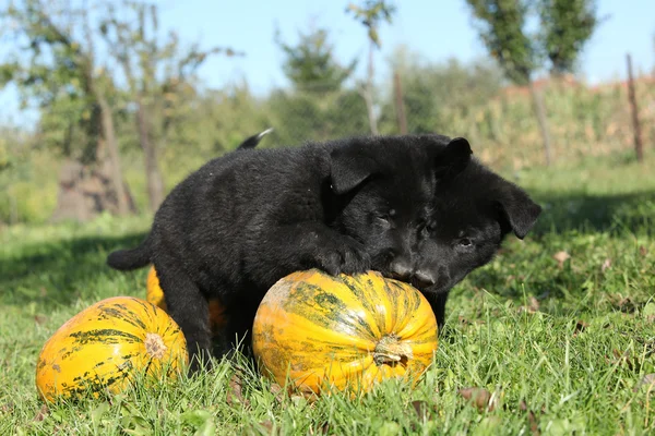 Two nice puppies with pumpkin — Stock Photo, Image