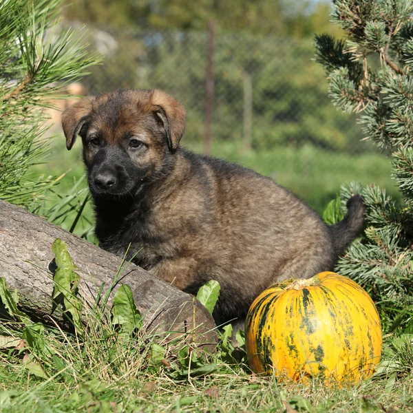 Incroyable chiot de berger allemand avec citrouille — Photo