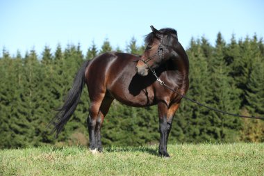 Sonbaharın güzel Çek spor midilli