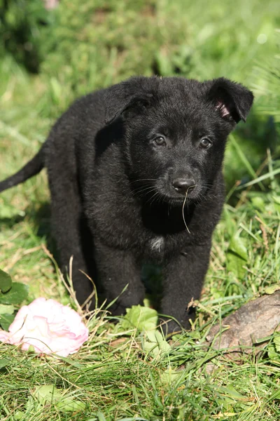 Bahçe çok güzel Alman çoban köpek yavrusu — Stok fotoğraf