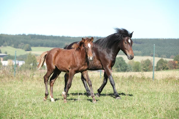Mare van Tsjechische sport pony met haar veulen — Stockfoto