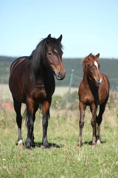 Mare çek spor Pony, tayı ile — Stok fotoğraf