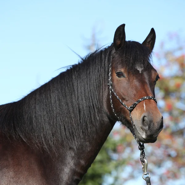 Nice czech sport pony in autumn — Stock Photo, Image